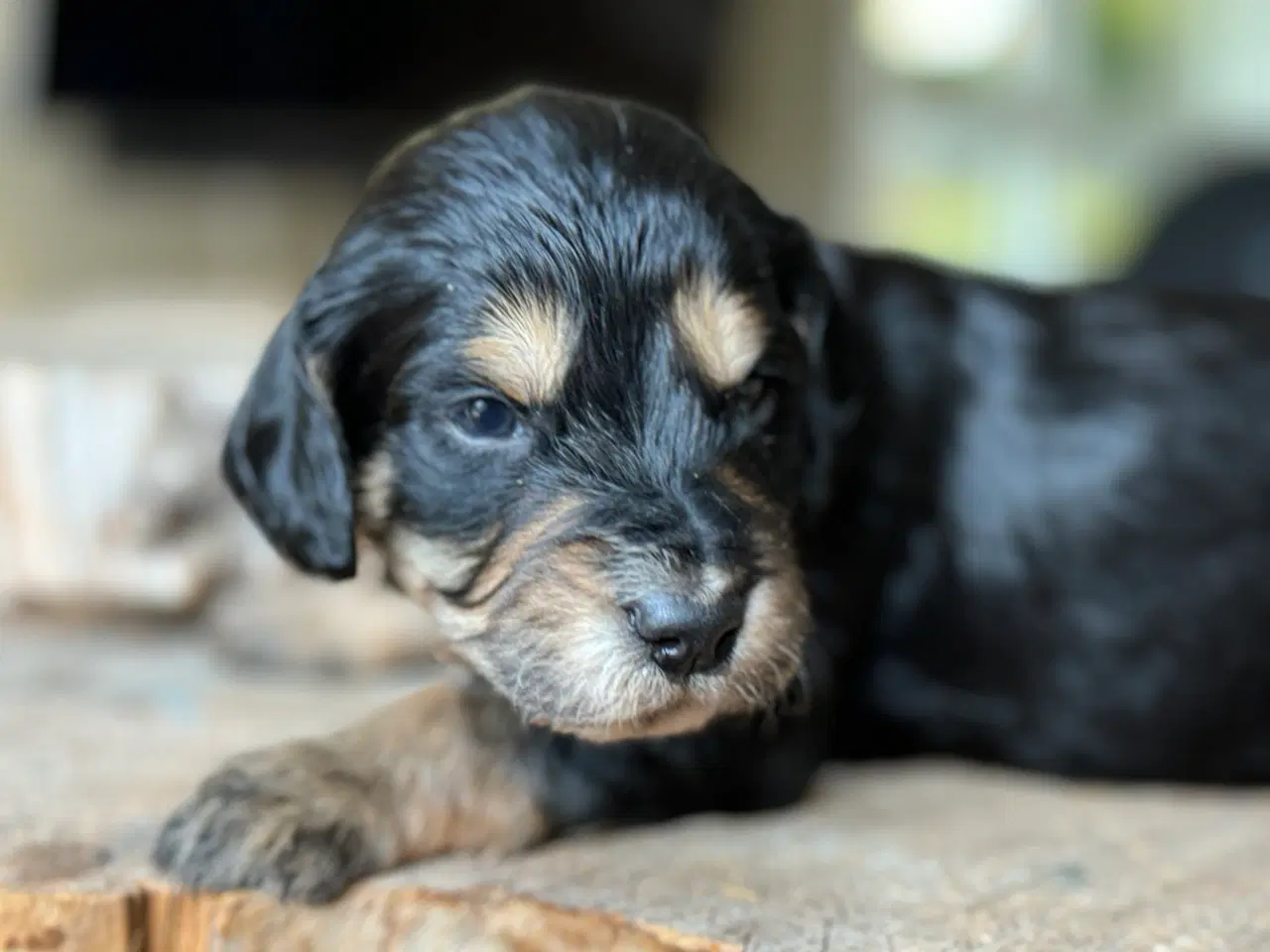 Billede 3 - Doodle eller Setter poo, kært barn har mange navne