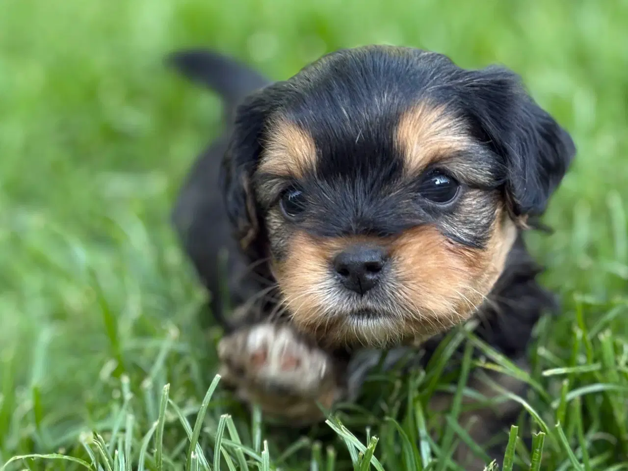 Billede 6 - Cavalier/Bichon Blanding 