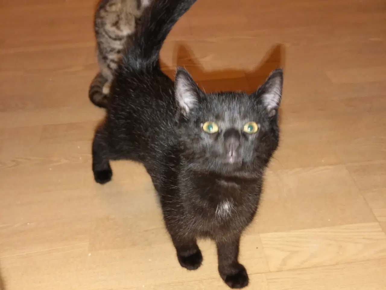 Billede 3 - Killinger - mainecoon/ hellig birma 