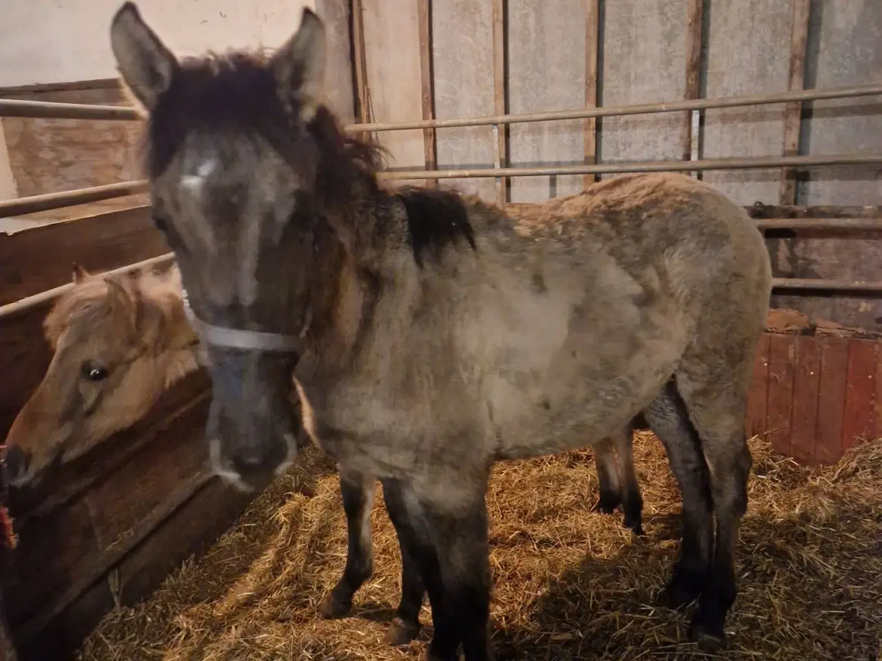 Billede 2 - Hoppe og hingsteplag sælges.