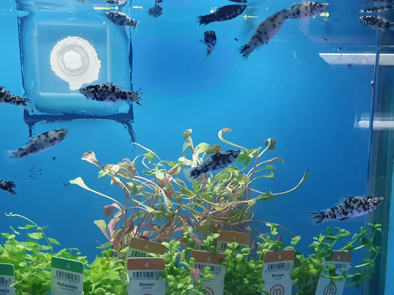 Billede 2 - Molly sølv marmor 