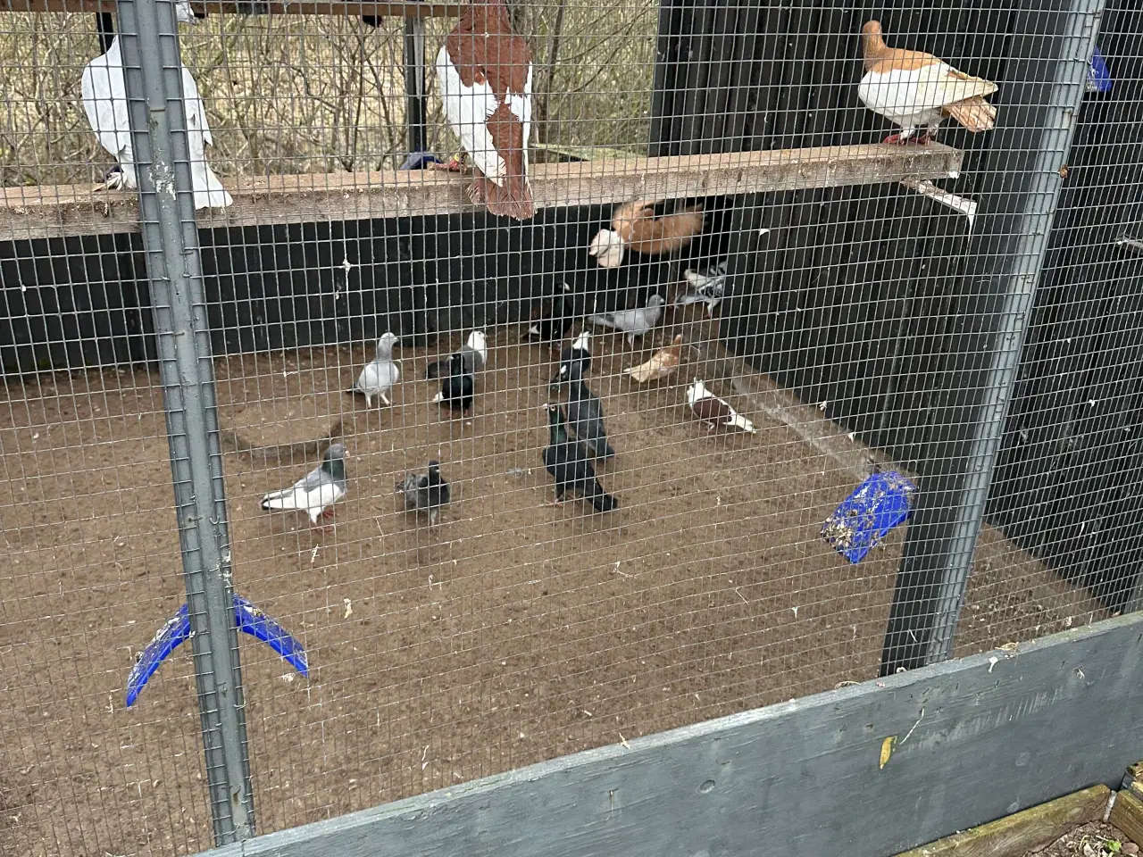 Billede 10 - Mange forskellige Arbisk race due