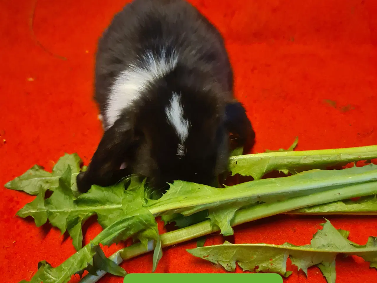 Billede 8 - Mini Lop Kaninunger 