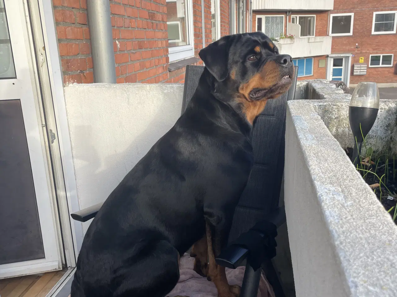 Billede 1 - Rottweiler tæve