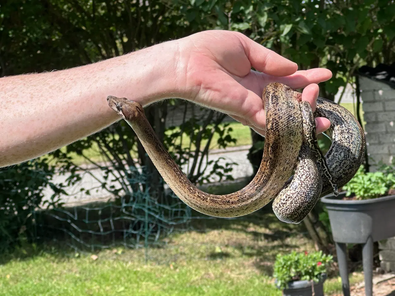 Billede 5 - Smuk Leopard Boa til salg 0,1 🐍