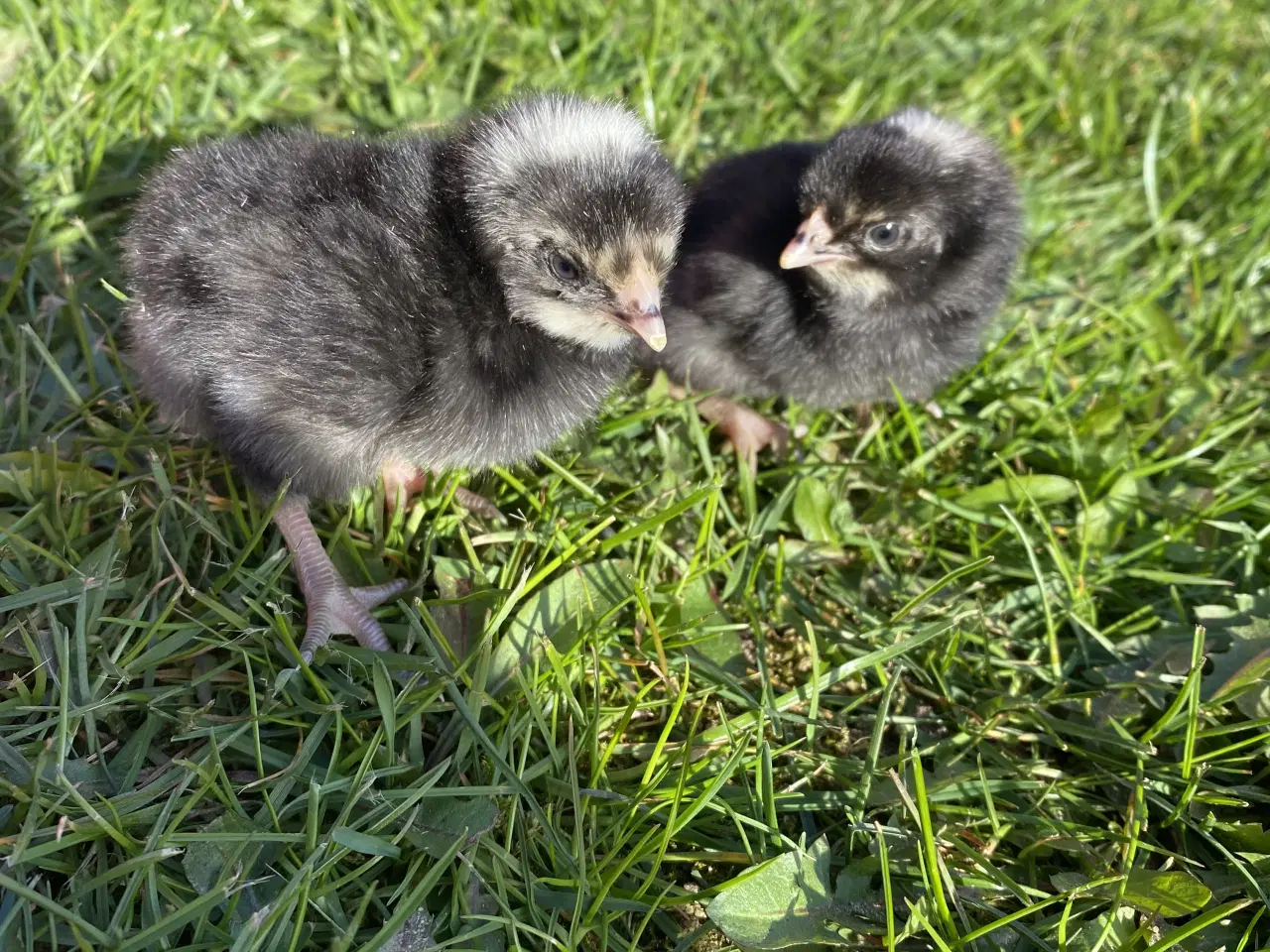 Billede 1 - Tværstribet Plymouth rock kyllinger 