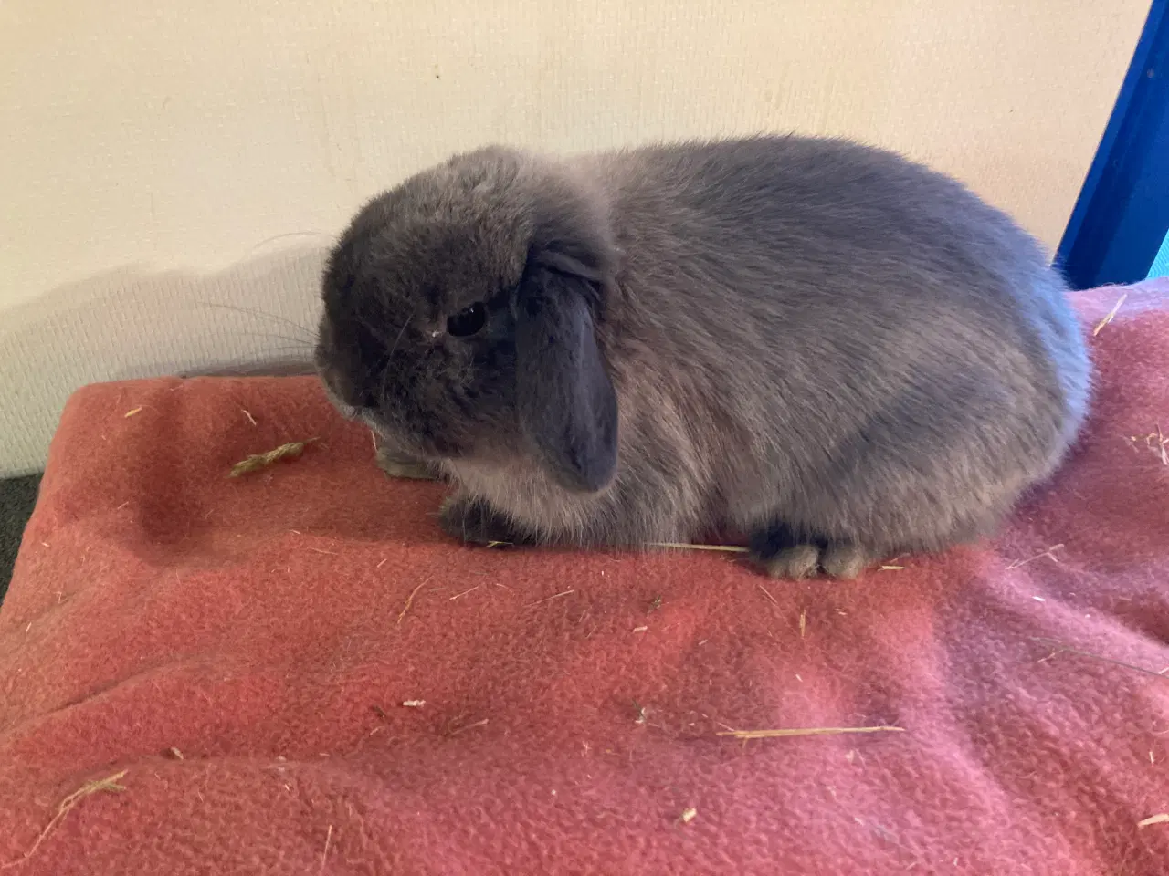 Billede 2 - Micro lille Minilop søger nyt hjem