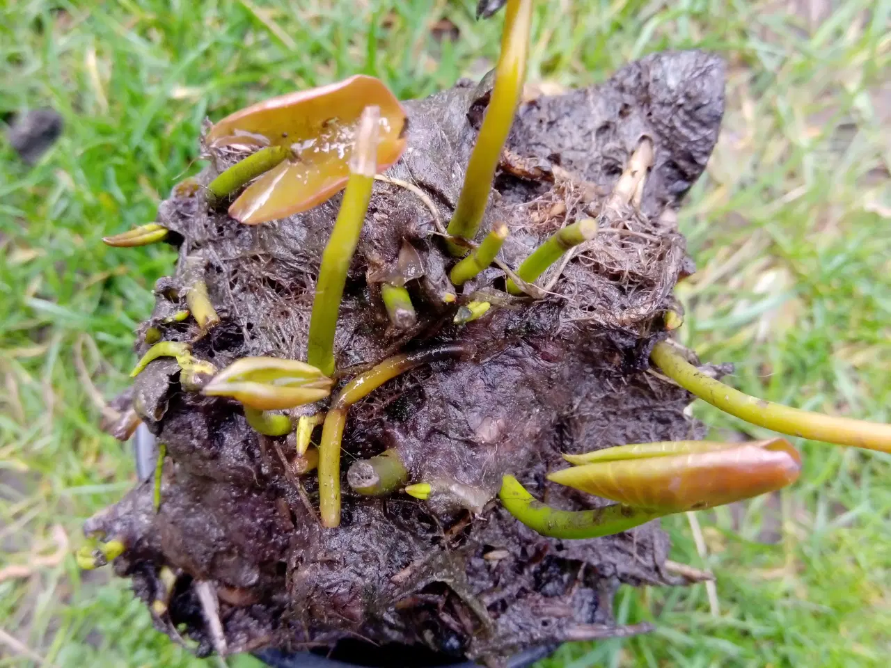 Billede 1 - Åkande/nøkkerose, plant den nu i havedammen.