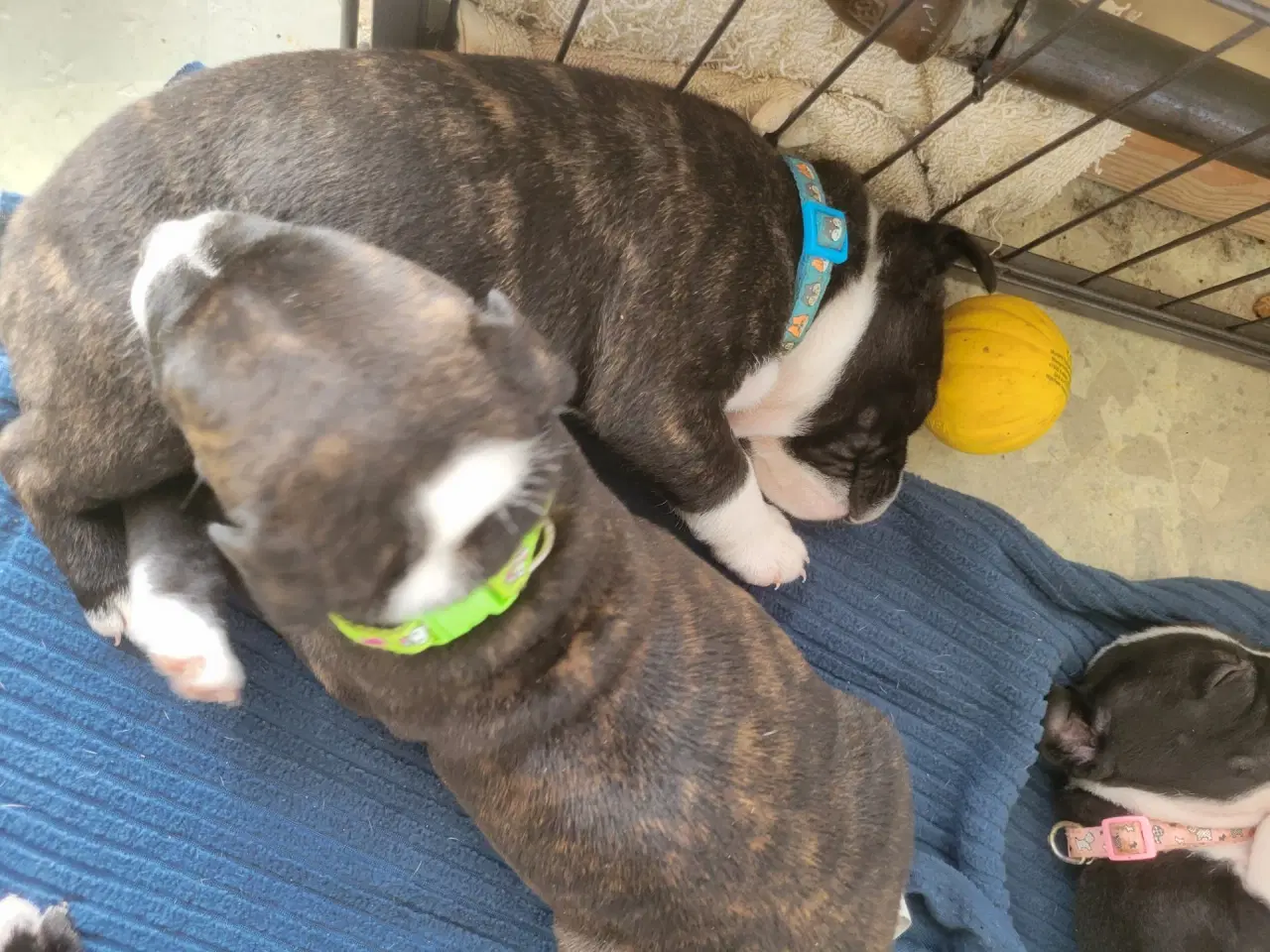 Billede 6 - Staffordshire Bull Terrier Hvalpe 5 uger