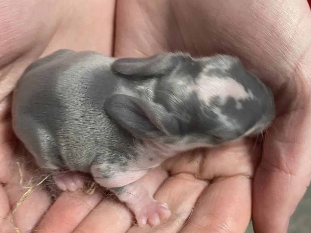 Billede 3 - FRANSK VÆDDER HUN BLÅ KAPPETEGNET