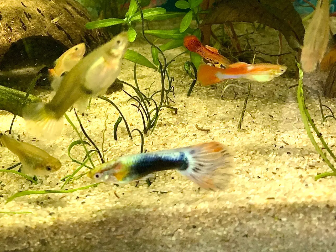 Billede 2 - Guppy/endlers mix yngel