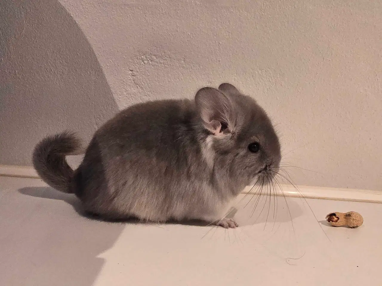Billede 3 - Chinchilla Angora 