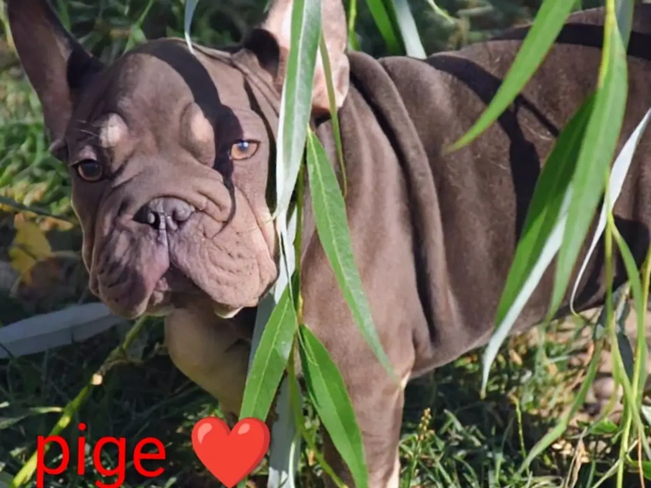 Billede 7 - Fransk Velvet bulldog. NEDSAT!