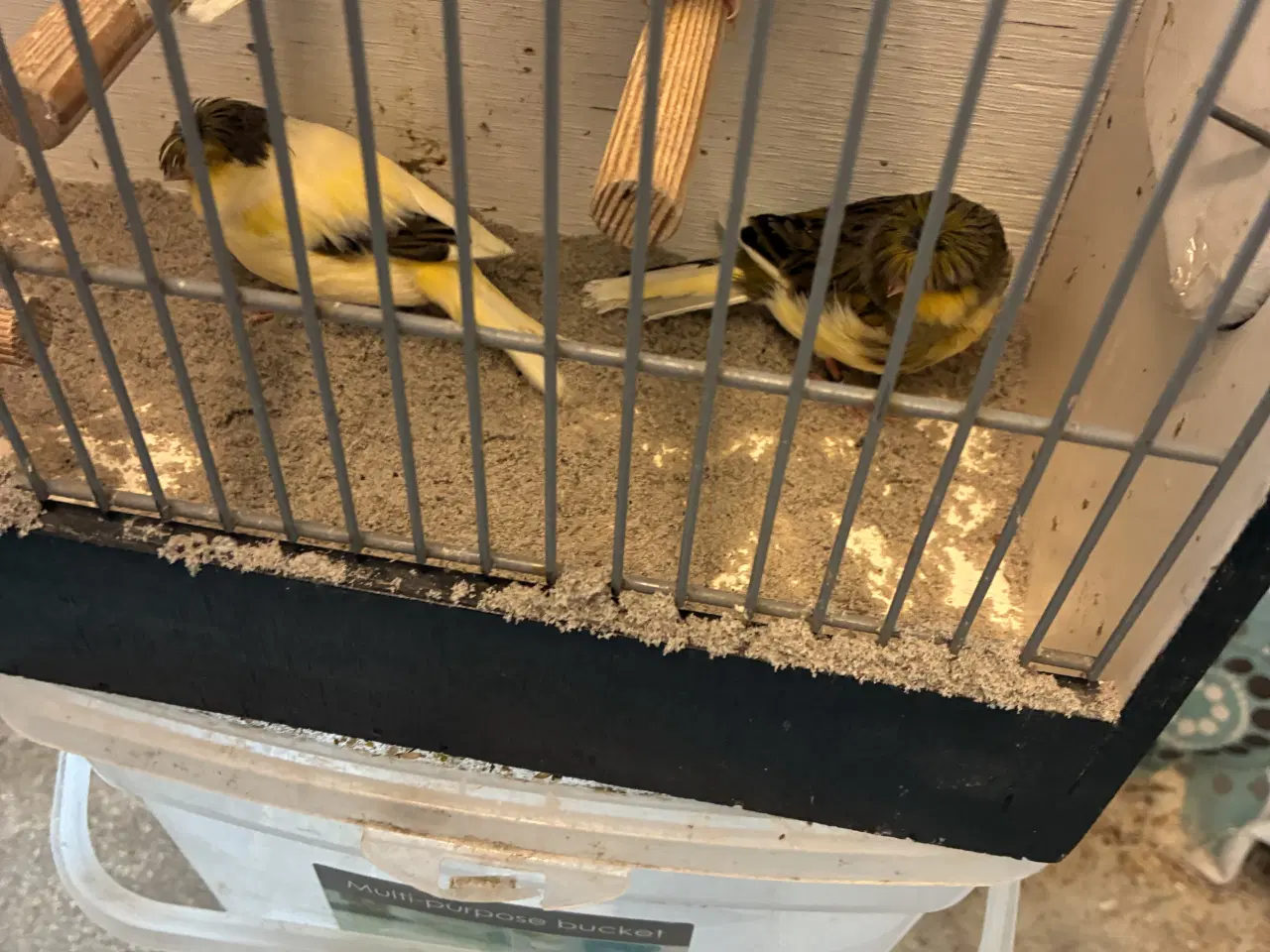 Billede 3 - Gloster kanarier