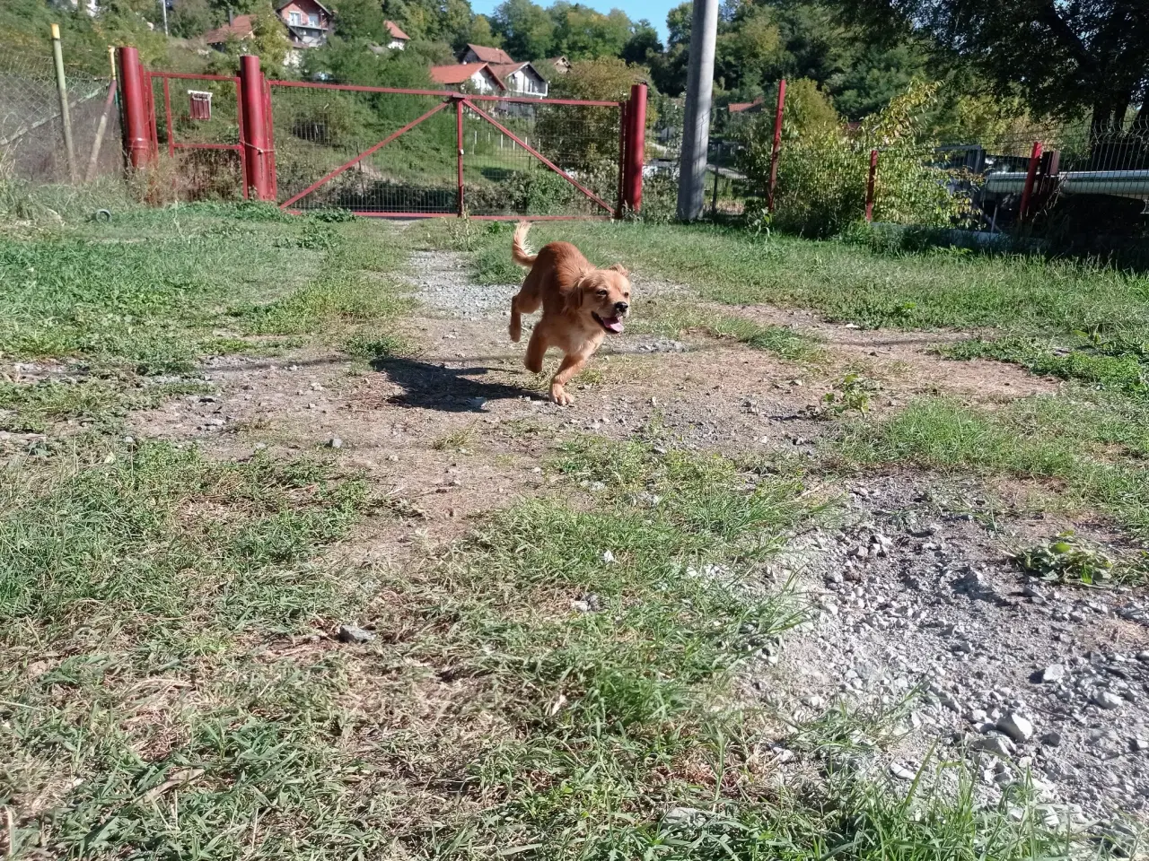 Billede 3 - Carlo - Aktiv glad dreng