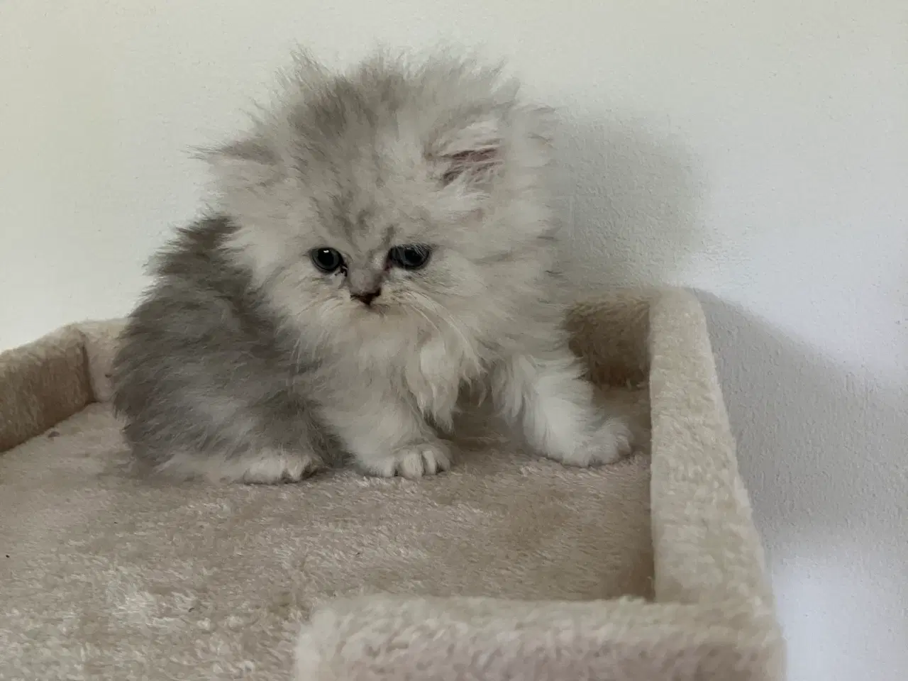 Billede 9 - Perser / British Shorthair