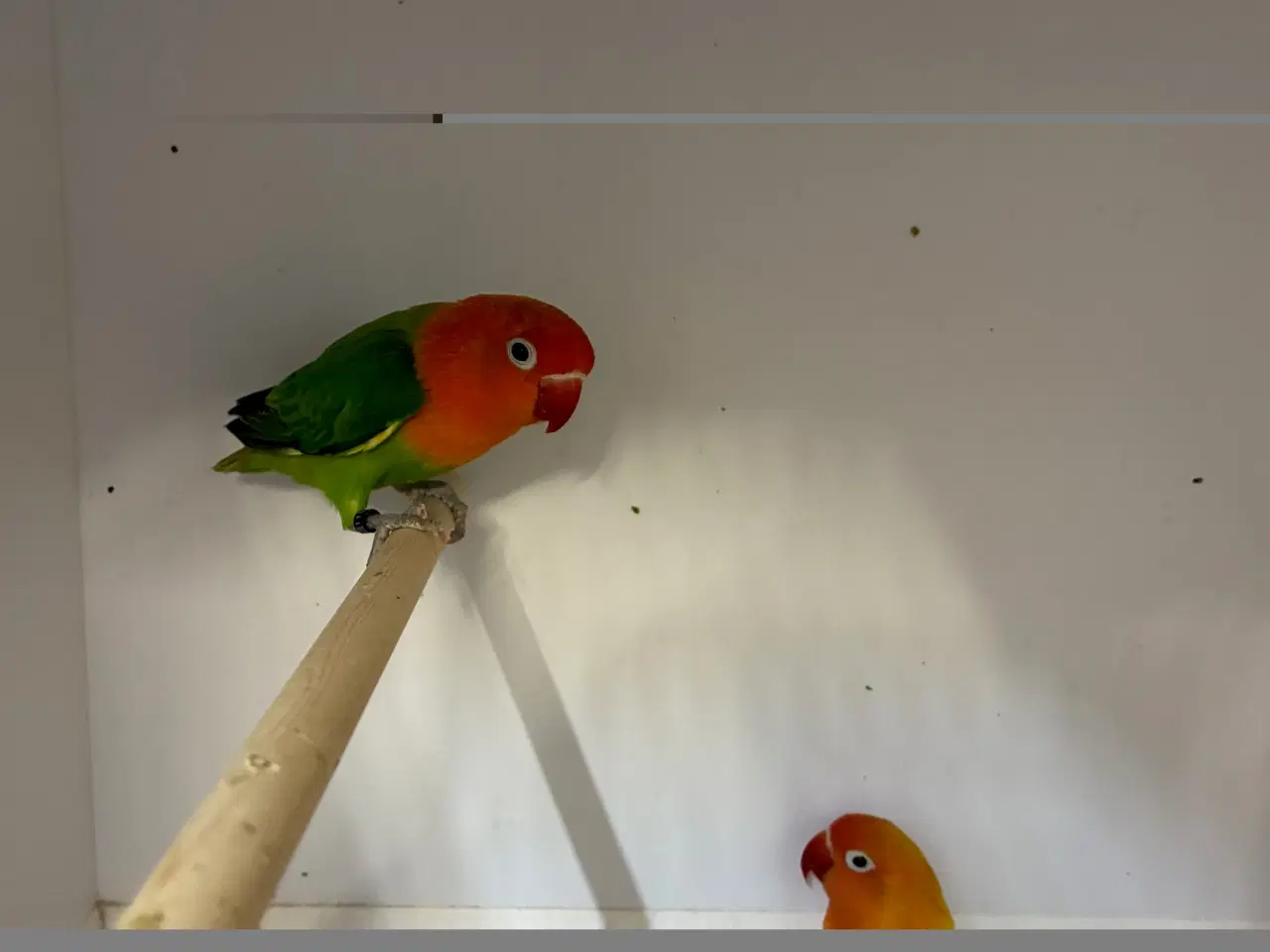 Billede 2 - Rødhovedet Dværgpapegøje