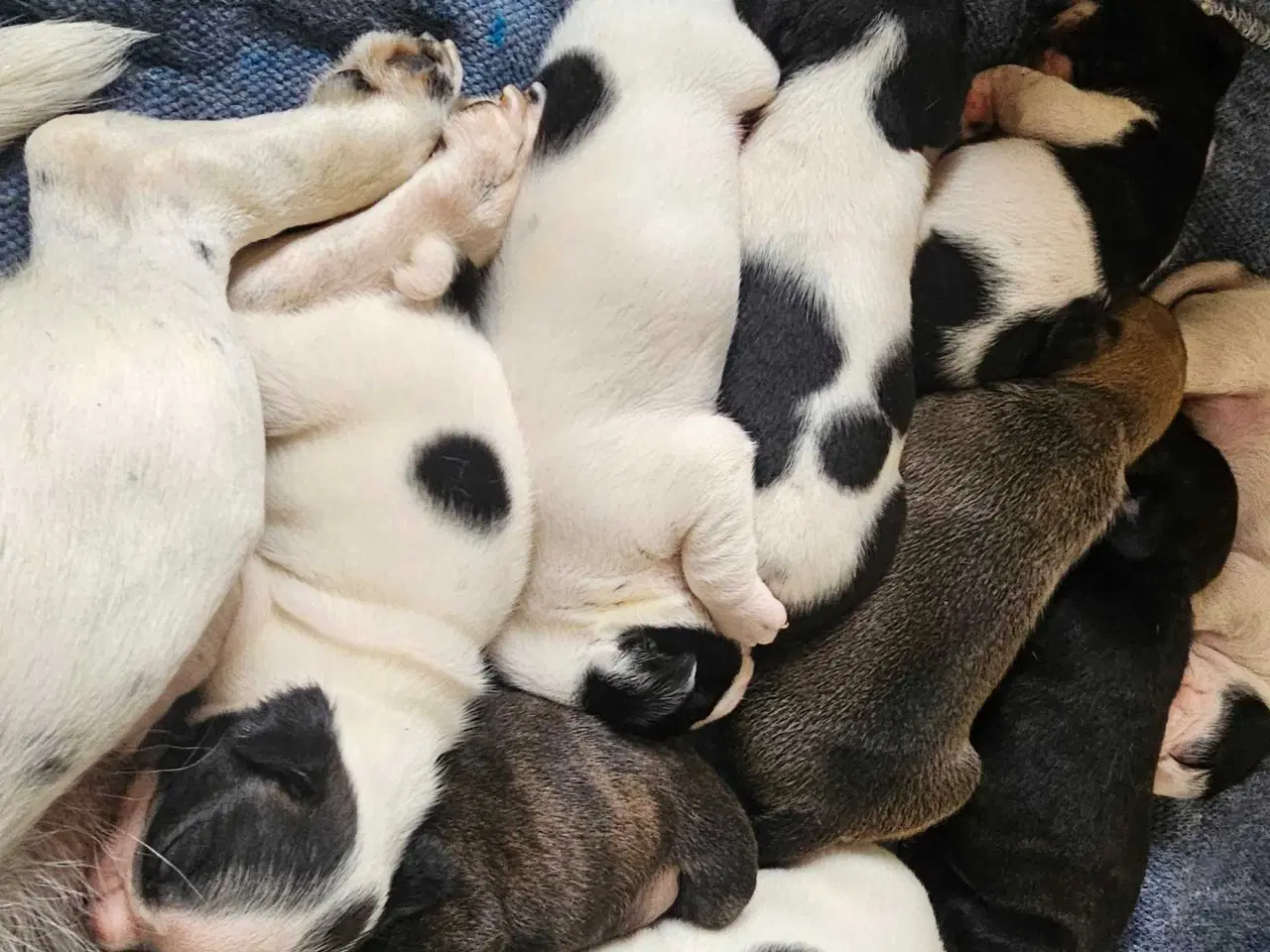 Billede 10 - Fransk bulldog og beagle blandinger født 30/10