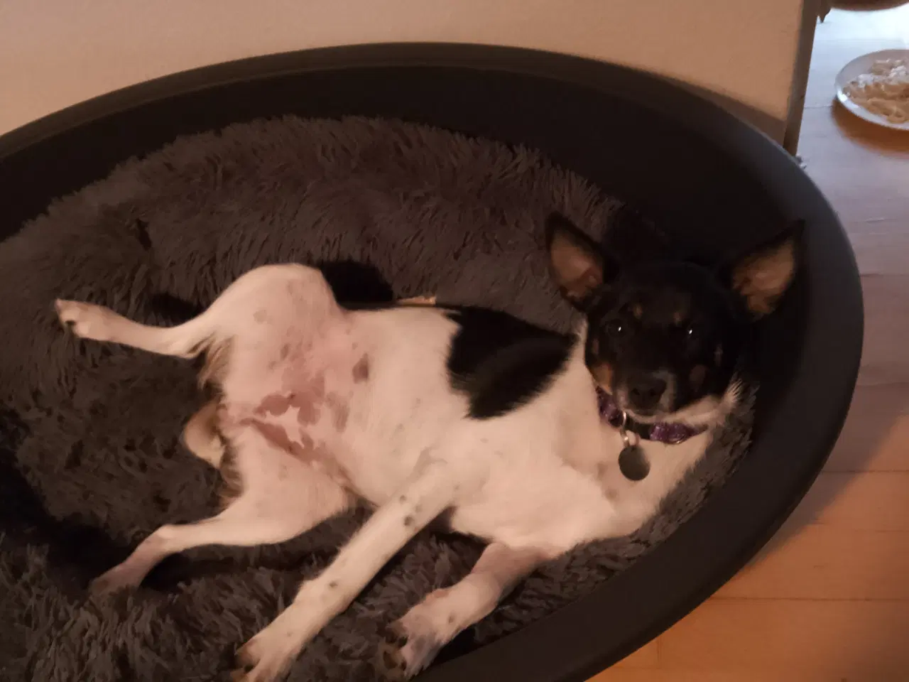 Billede 4 - Blandings hund 