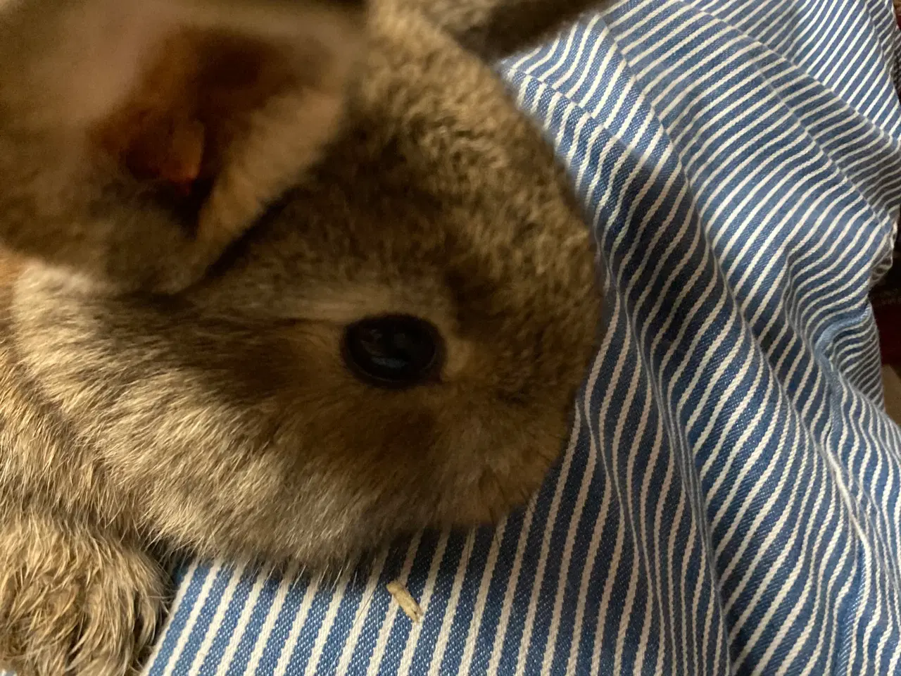 Billede 4 - Kaninunger søger nyt hjem