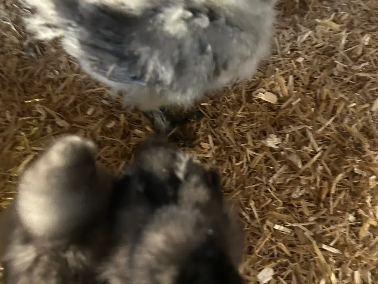 Billede 2 - Silke kyllinger stor race