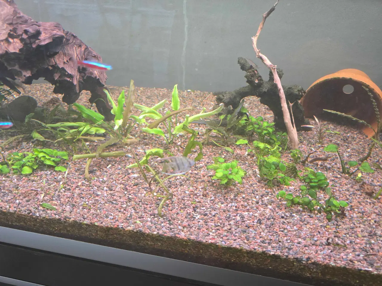 Billede 5 - Akvarie med alt 