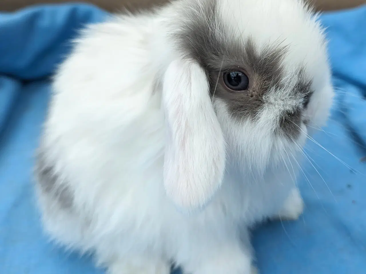 Billede 1 - Minilop kaninunge sælges 