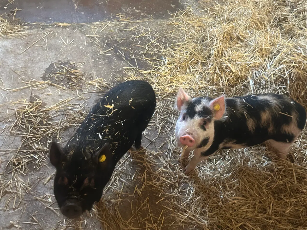 Billede 1 - Minisota mini / kunekune grise