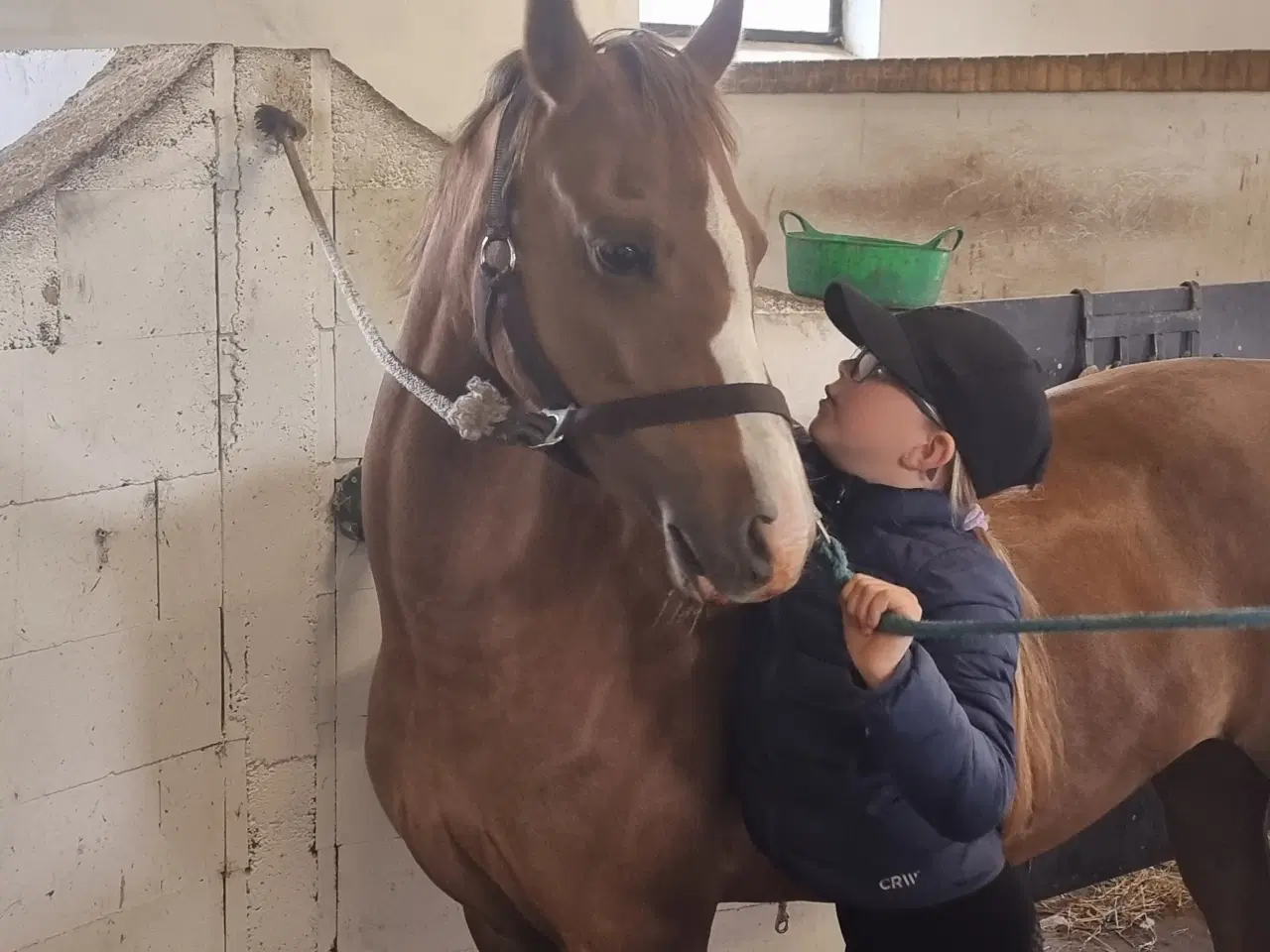 Billede 2 - Welsh pony 