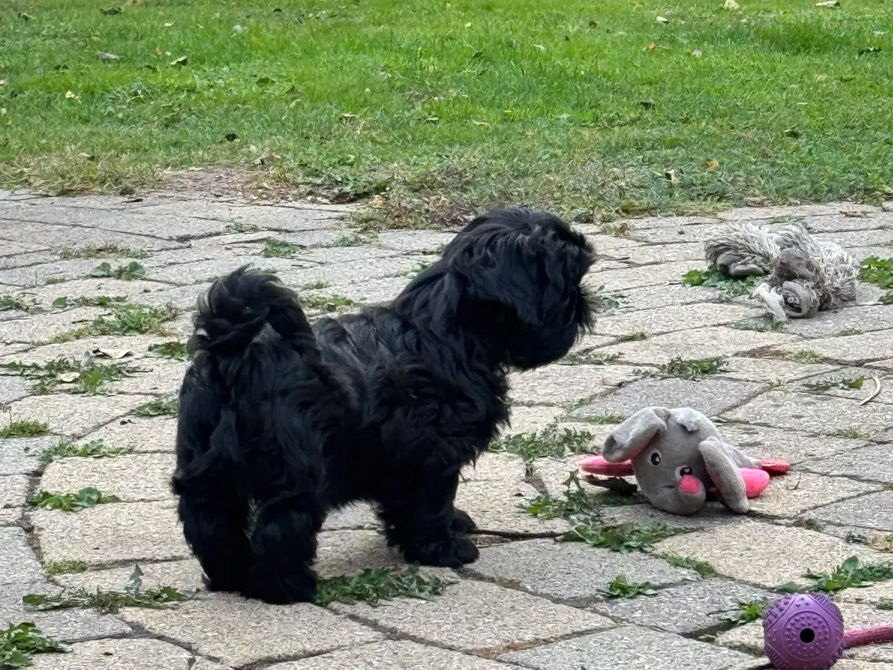 Billede 13 - Shih Tzu hvalp - Alfred 