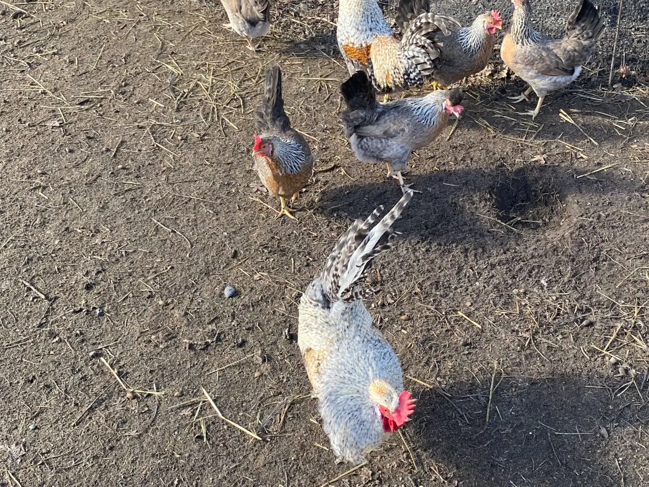 Billede 5 - Cream Lagbar rugeæg.