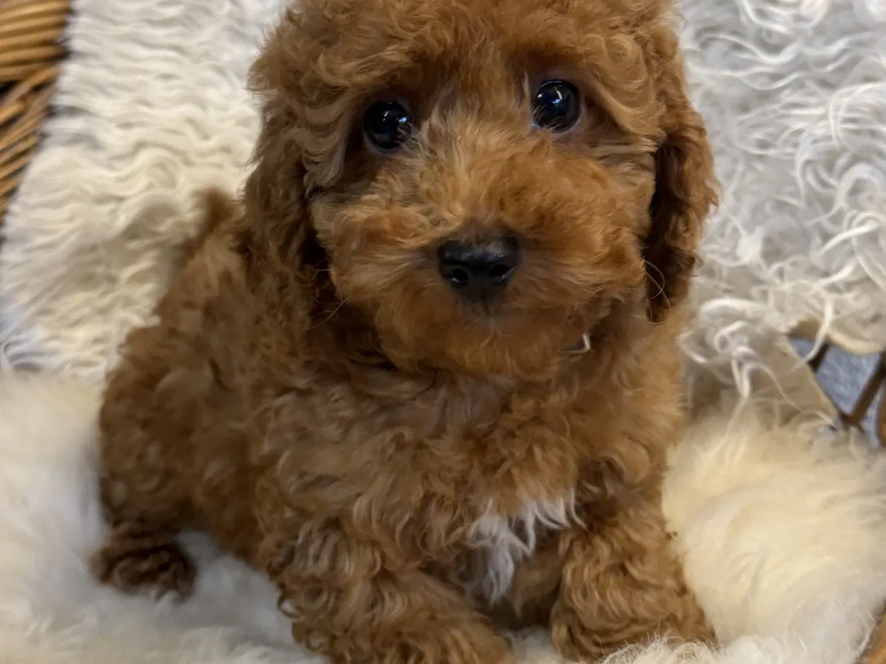 Billede 8 - 🐾✨ Skønne Maltipoo hvalpe klar mellem jul & Nytår