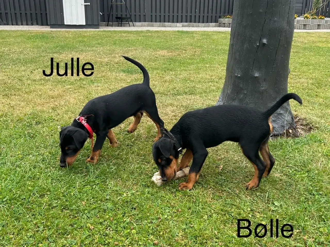 Billede 12 - Tysk jagtterrier hvalpe