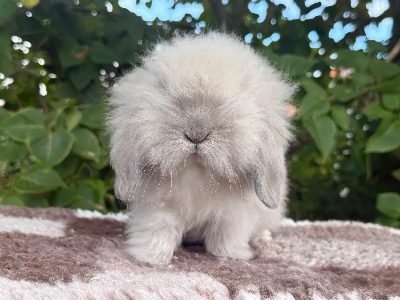 Billede 4 - Mini lion lop dreng