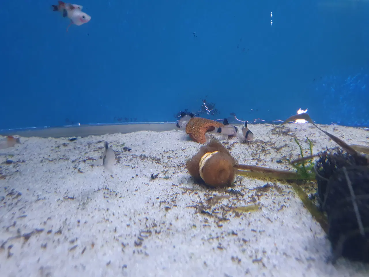 Billede 3 - Corydoras Panda sælges! 🐼