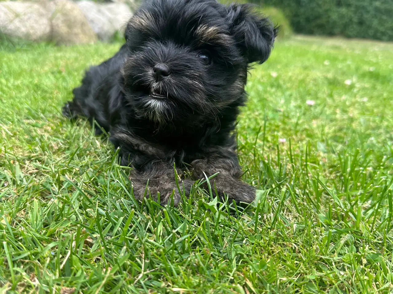Billede 11 - Yorkshire terrier mini 