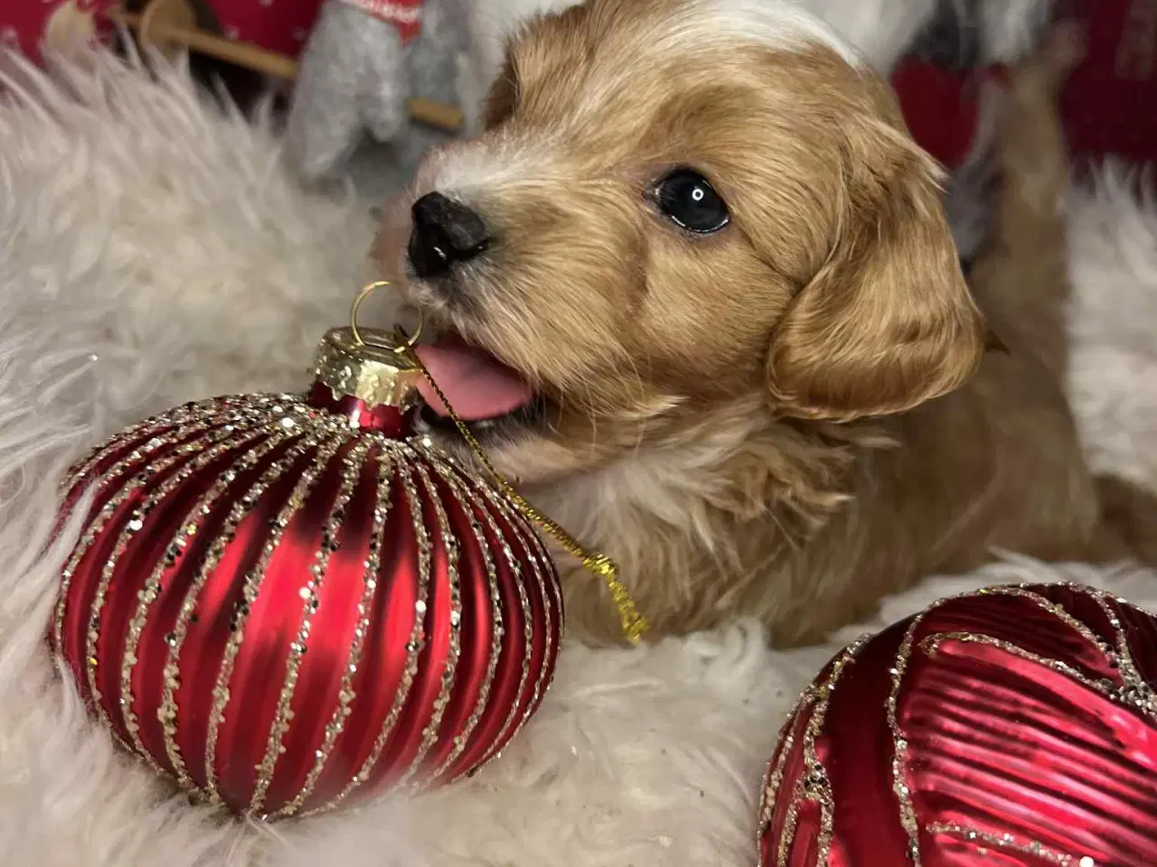 Billede 4 - Maltipoo 