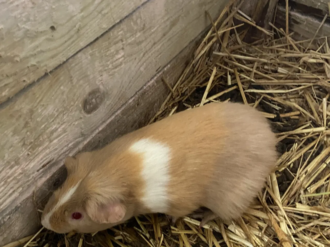 Billede 2 - Han marsvin sælges