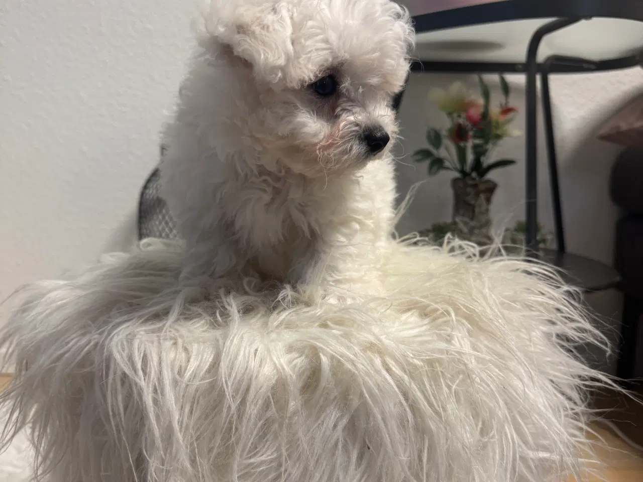 Billede 5 - Maltesisk Maltesisk Bichon