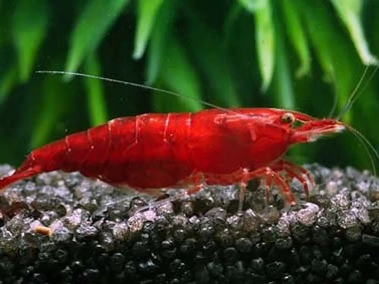 Billede 1 - Rejer 20-30stk sælges