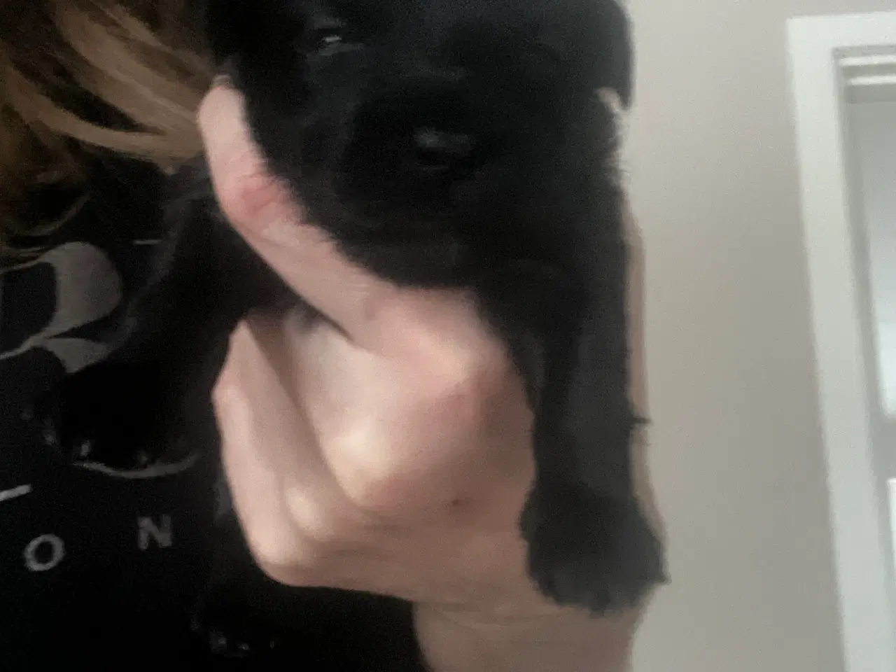 Billede 7 - Puddel malteser shitsu cotten hvalpe