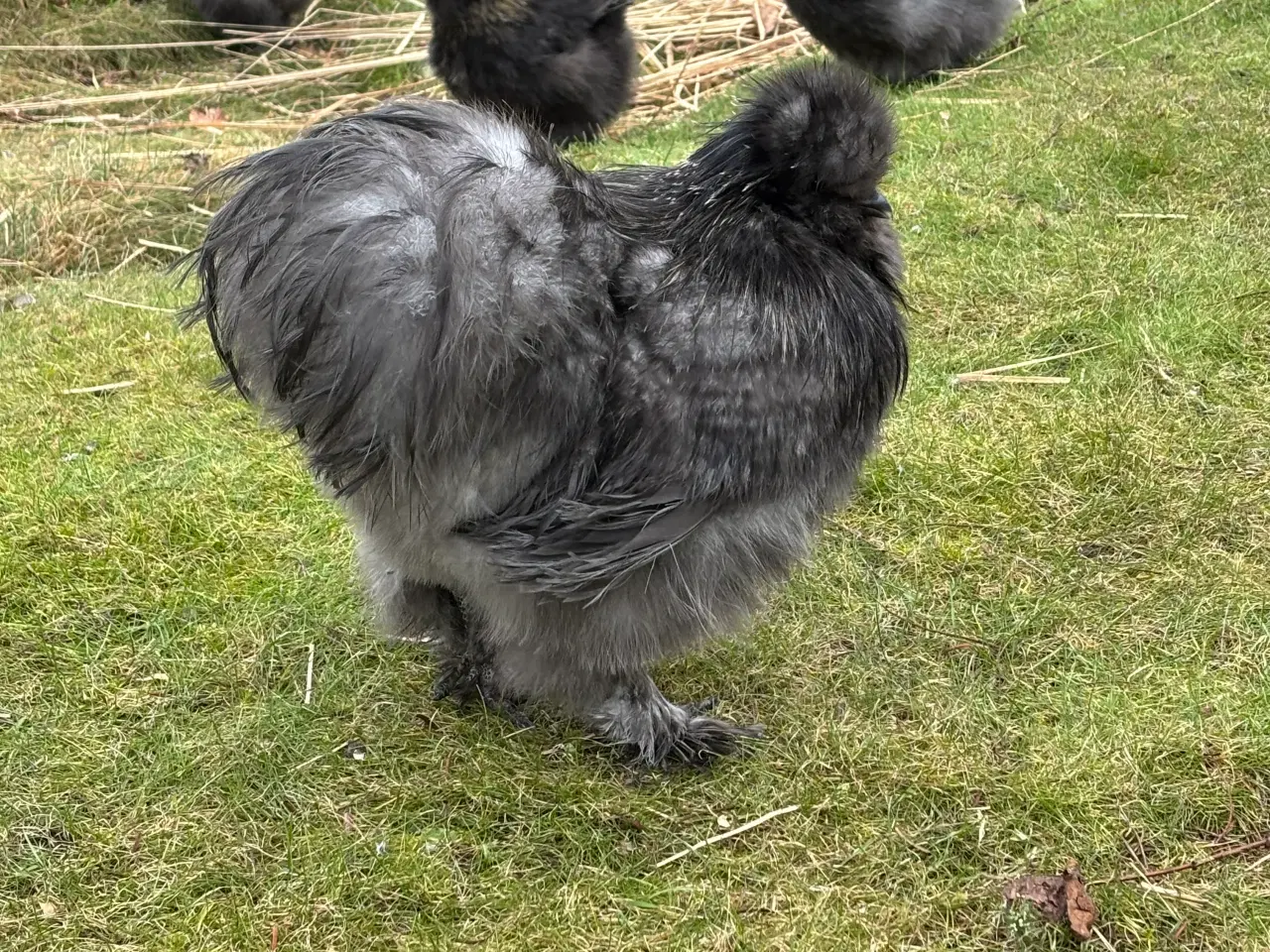 Billede 1 - Silkehane. Stor race