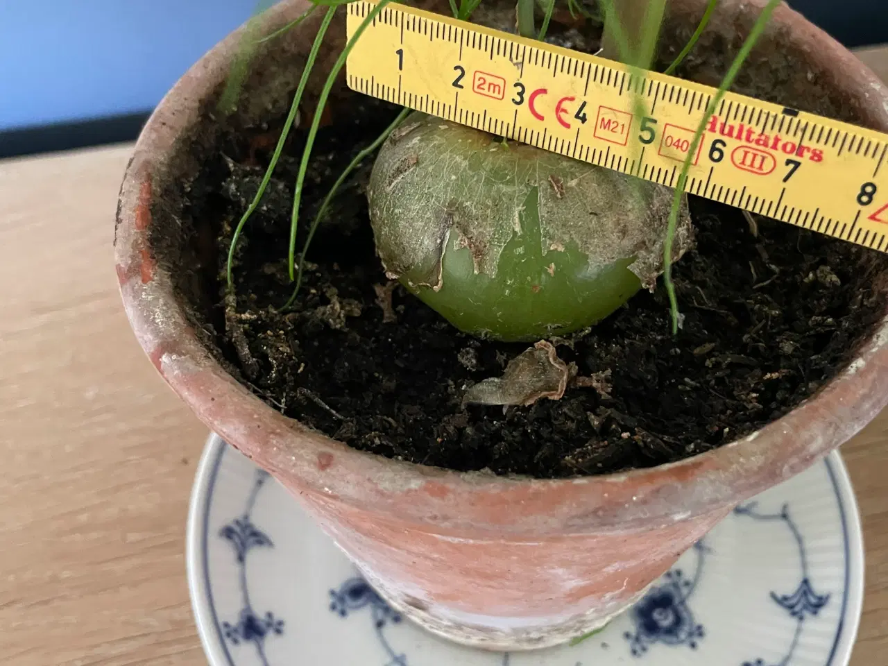 Billede 4 - Boweia volublis, hvidkål med aspagus