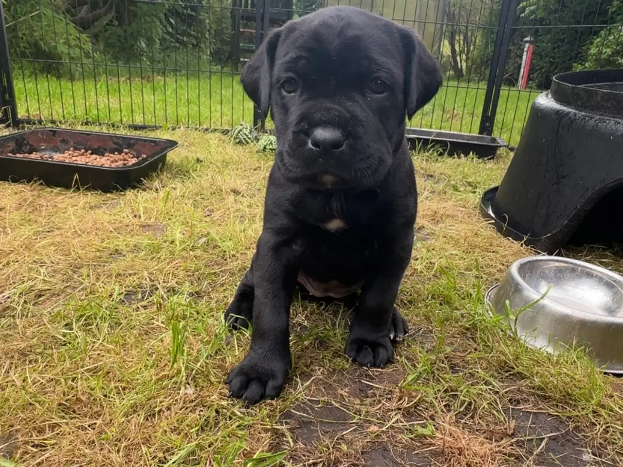 Billede 5 - cane corso Italiano