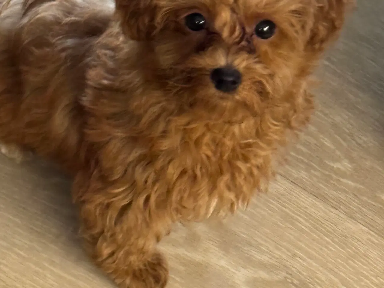 Billede 5 - Maltipoo  få rejseklar 