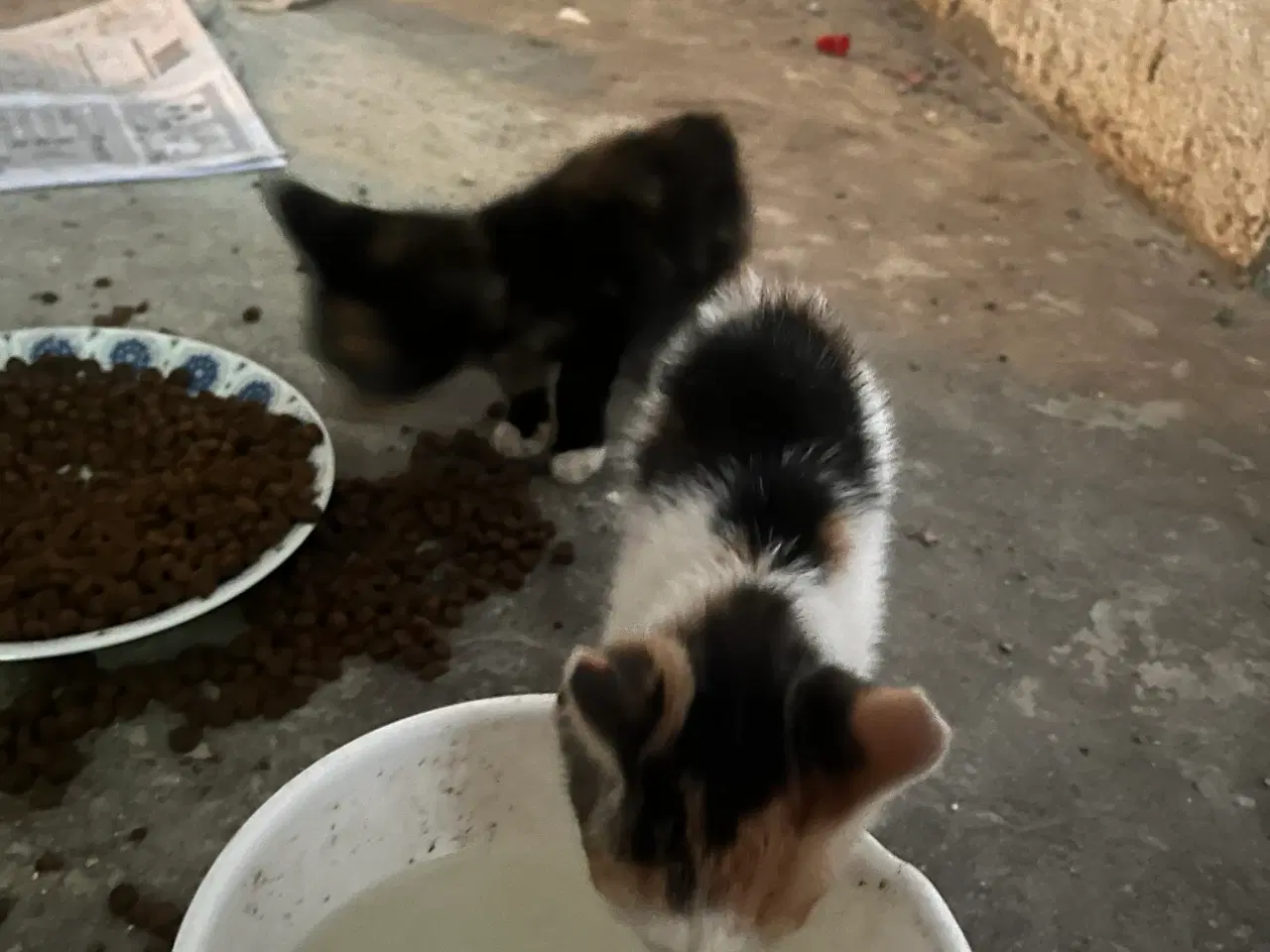 Billede 2 - Katte søger nyt hjem 