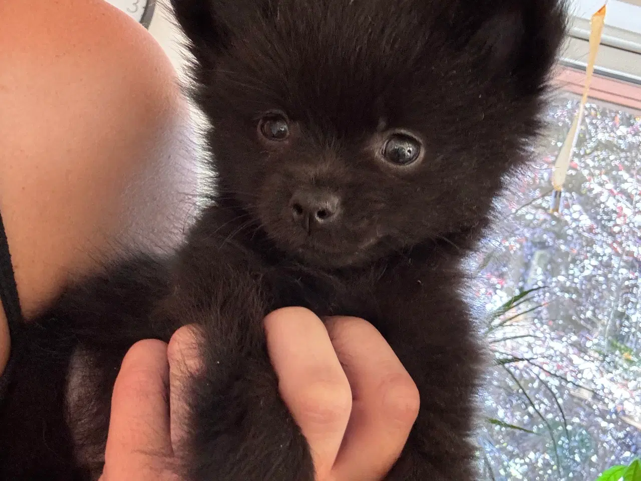 Billede 2 - Pomchi 