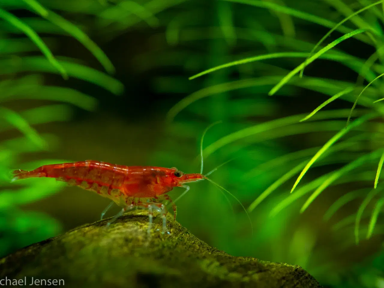 Billede 3 - Red Cherry Shrimp, (Neocaridina davidi)