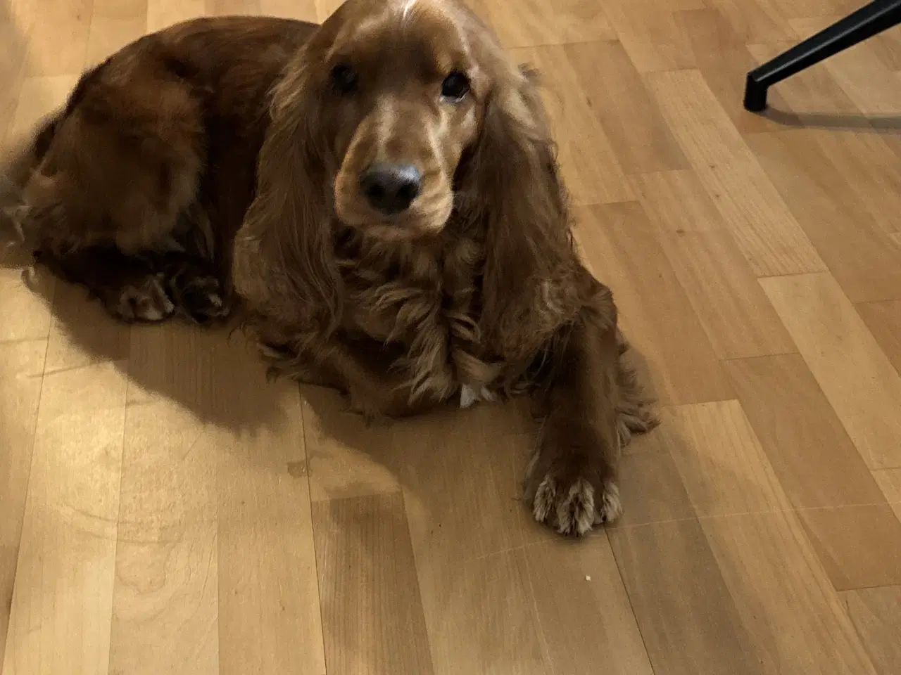 Billede 17 - Til parring - IKKE salg 