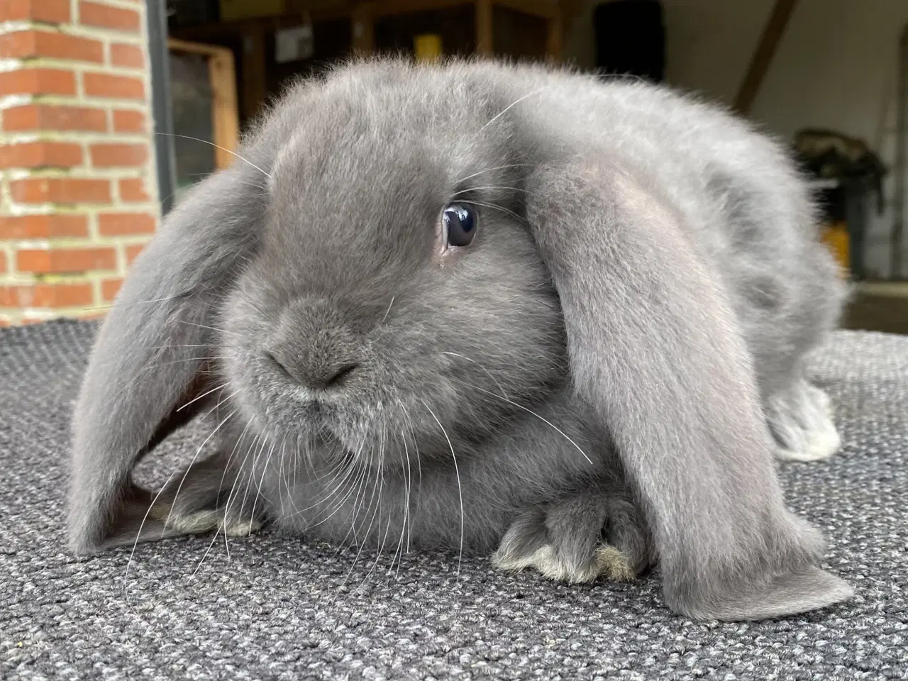 Billede 1 - FRANSK VÆDDER HAN BLÅ